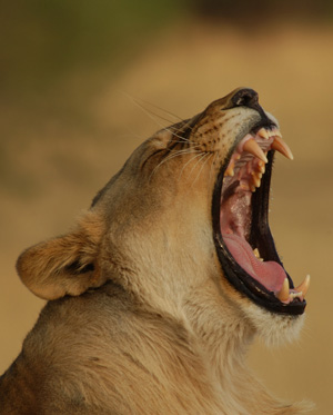 communiquer lion